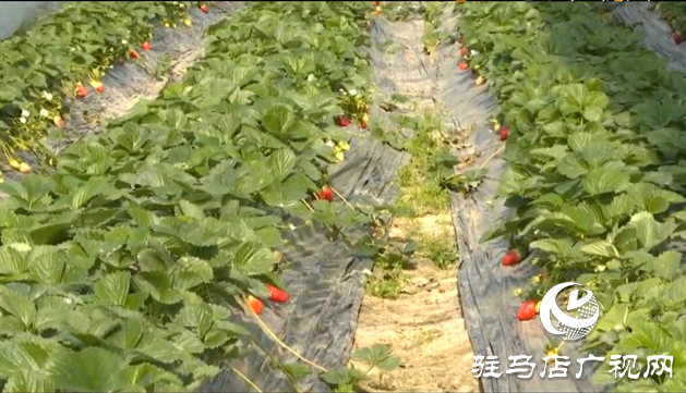 張喜偉：草莓種植帶來幸福生活
