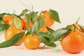 柑橘油胞發育之謎被破解